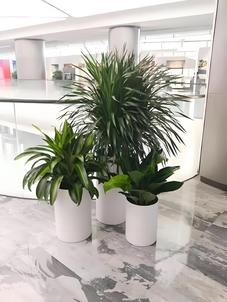 鄞州花卉出租，实惠之选点亮多彩生活！